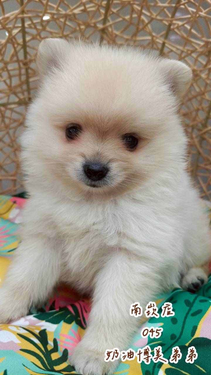 中圓寵物家族／奶油色博美犬