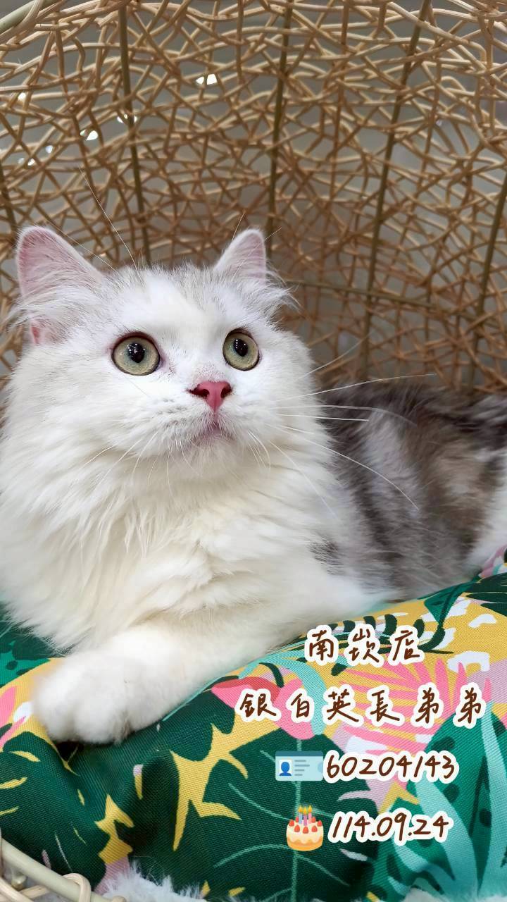 中圓寵物家族／銀白色英國長毛貓