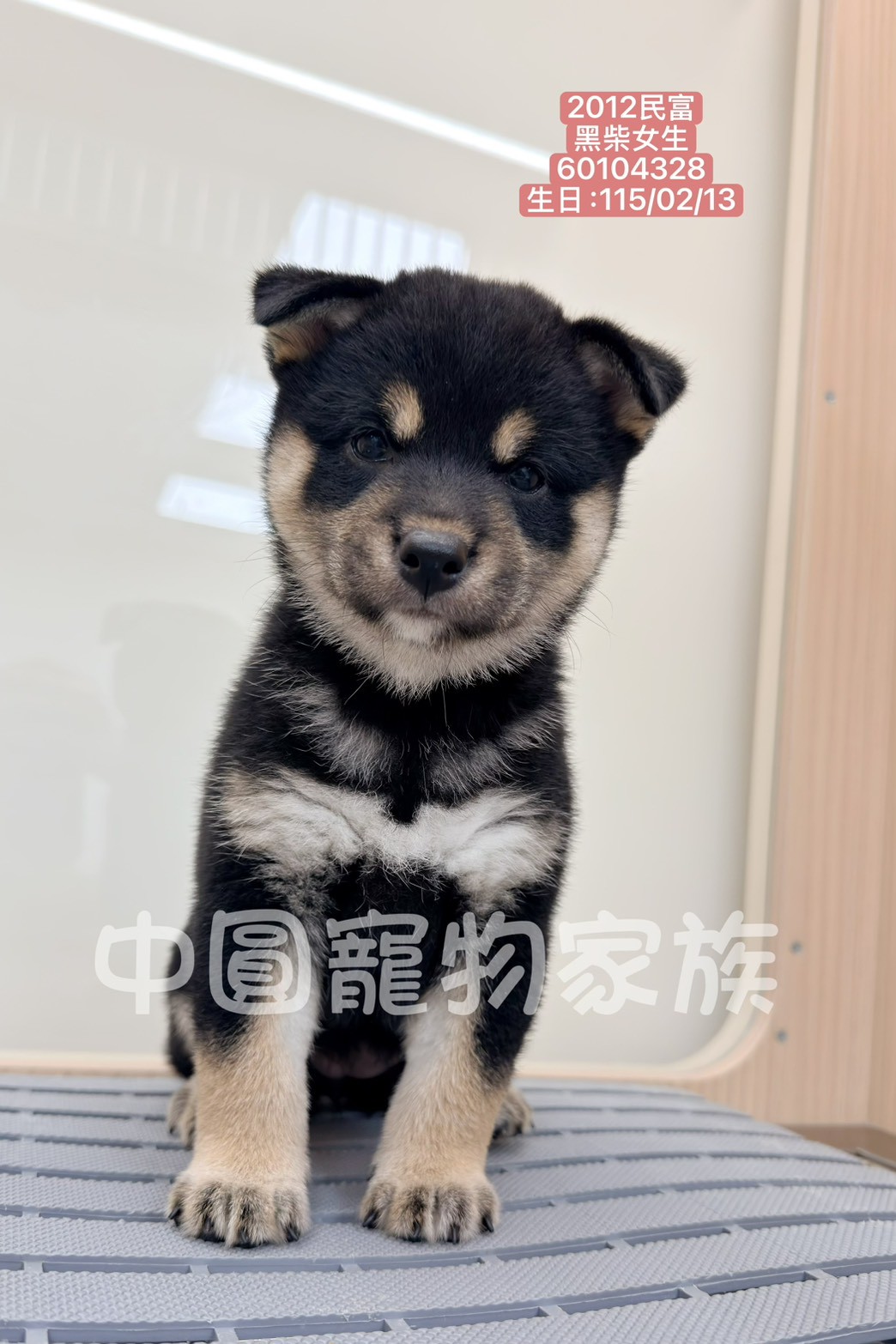 中圓寵物家族／黑色柴犬