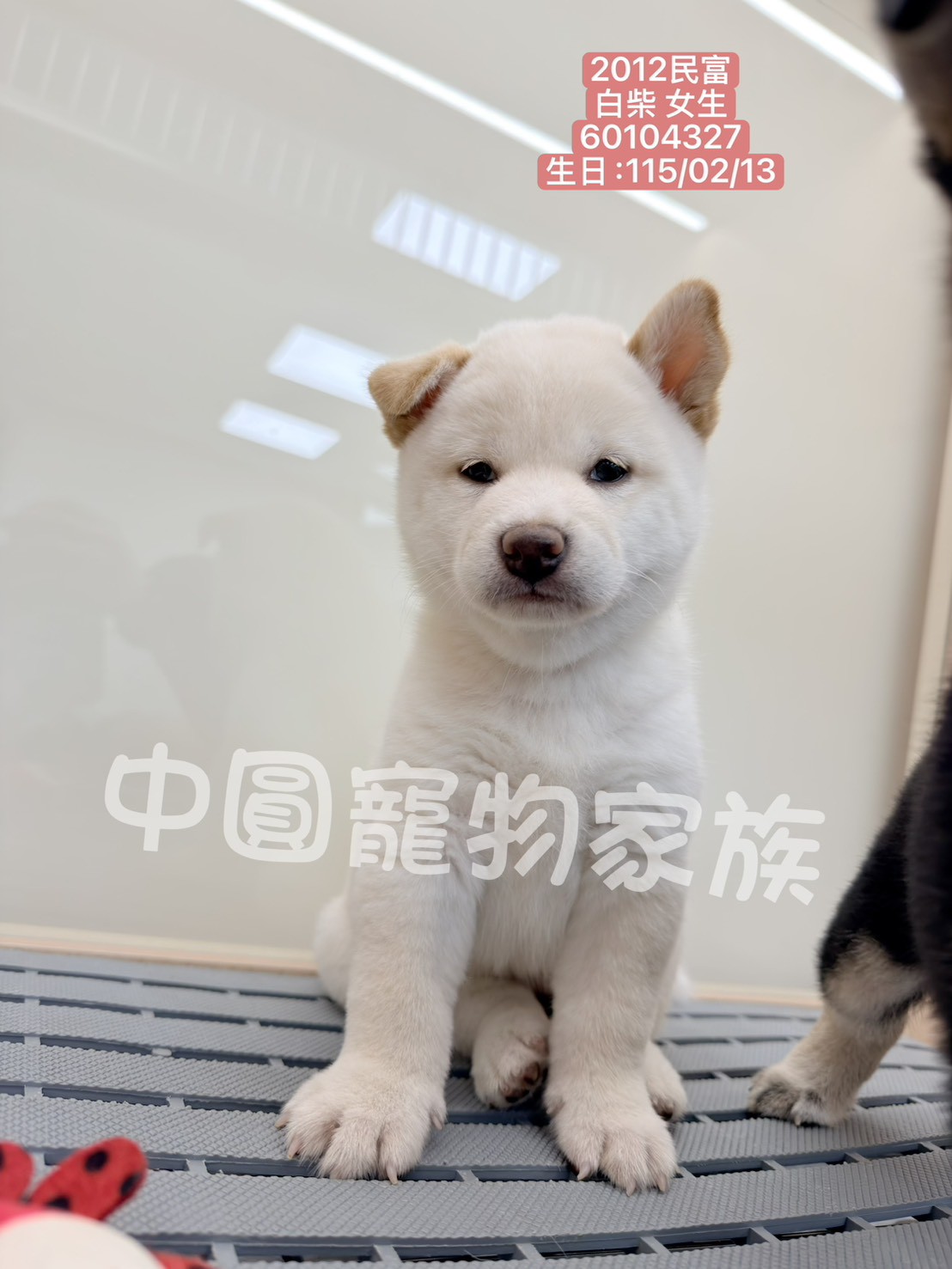中圓寵物家族／白色柴犬