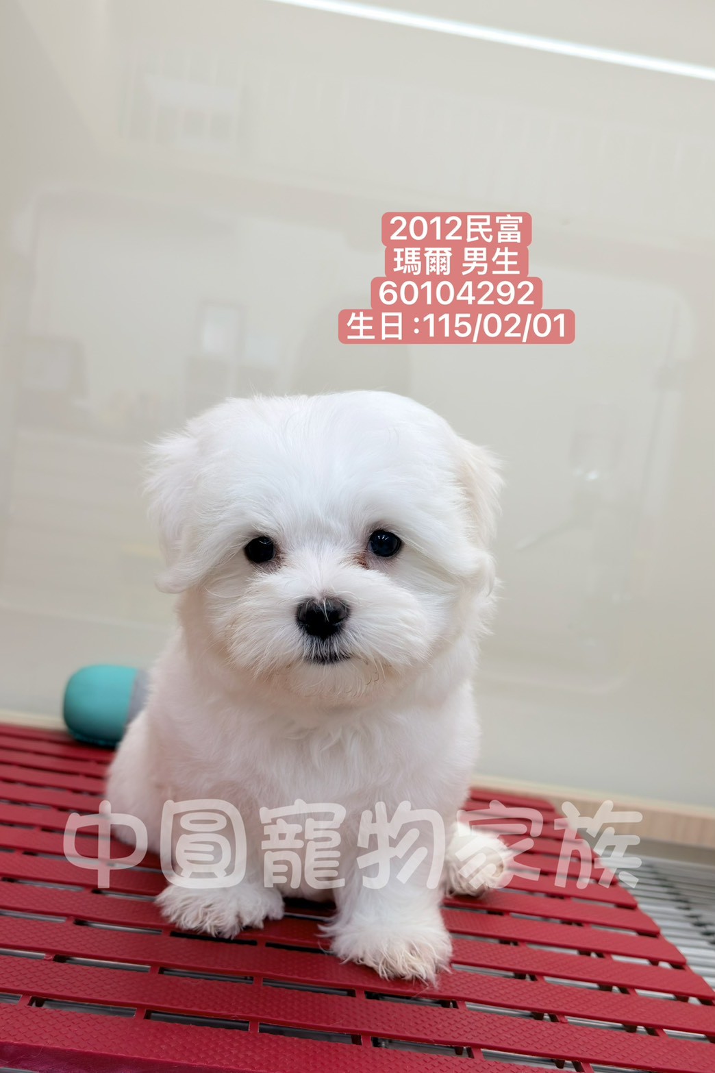 中圓寵物家族／白色瑪爾濟斯