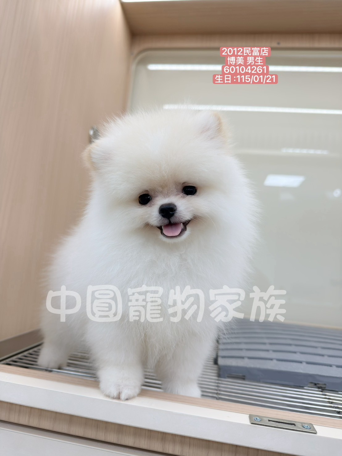 中圓寵物家族／白色博美犬