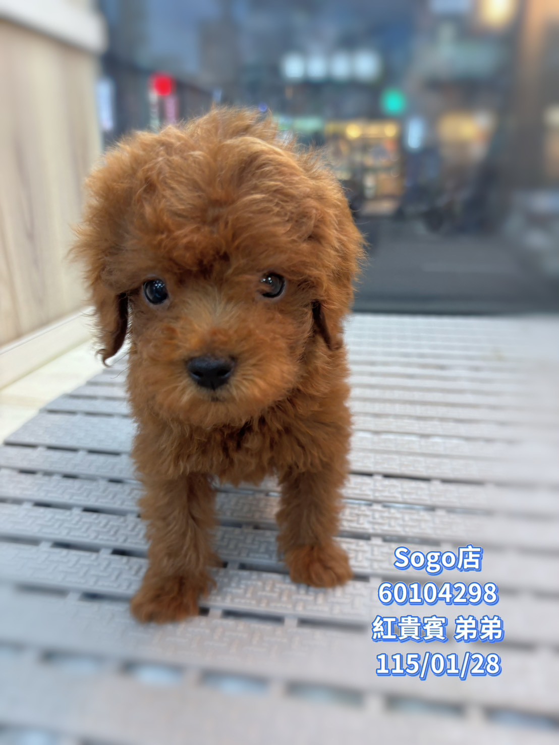 中圓寵物家族／紅貴賓