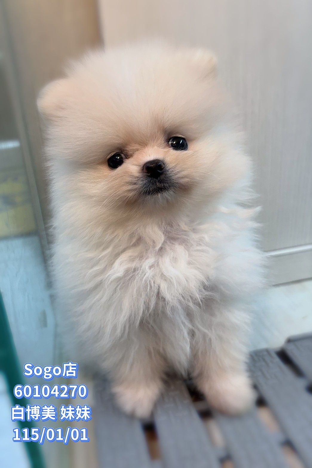 中圓寵物家族／白色博美犬