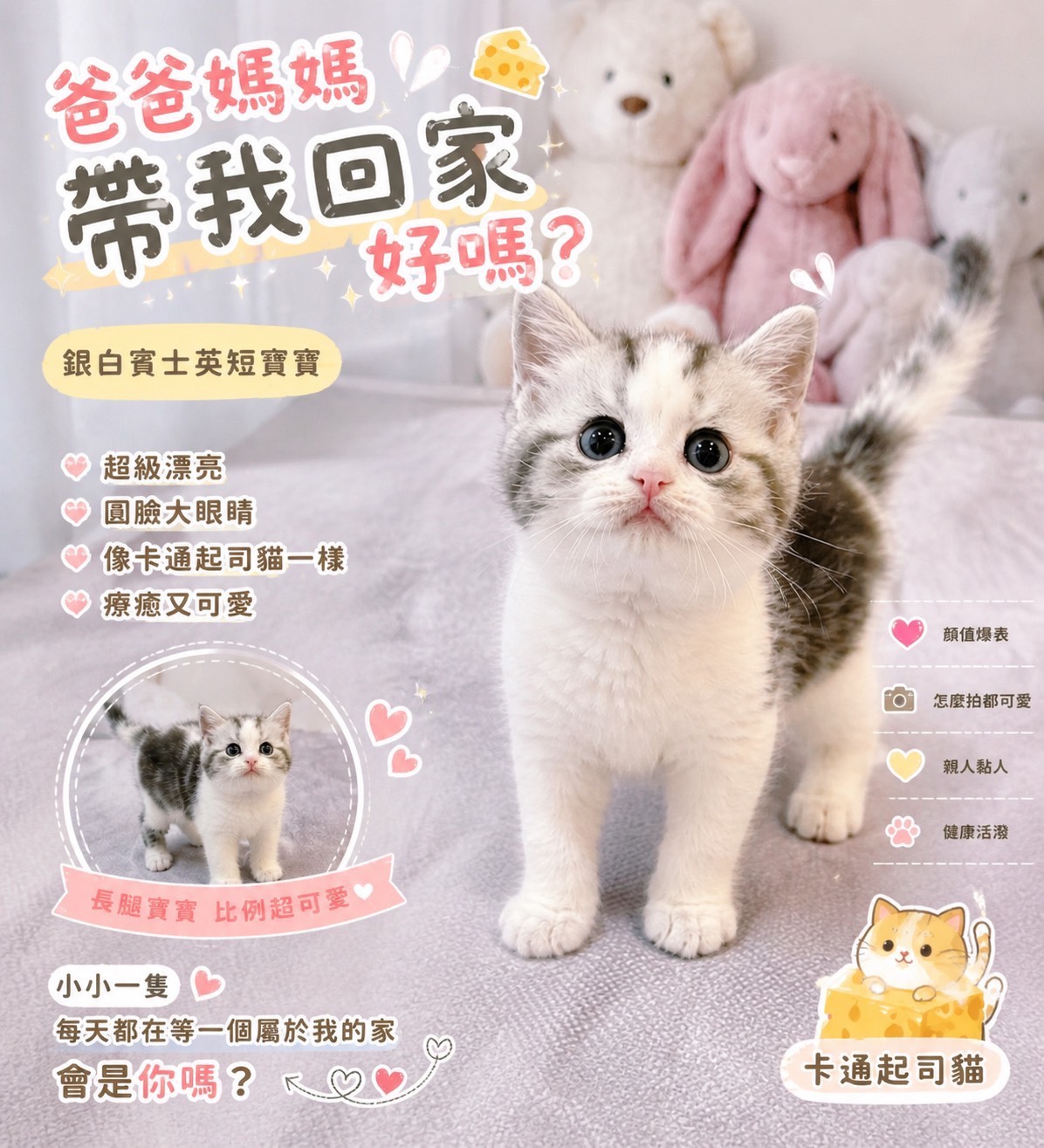 星光貓舍／銀白賓士英國短毛貓