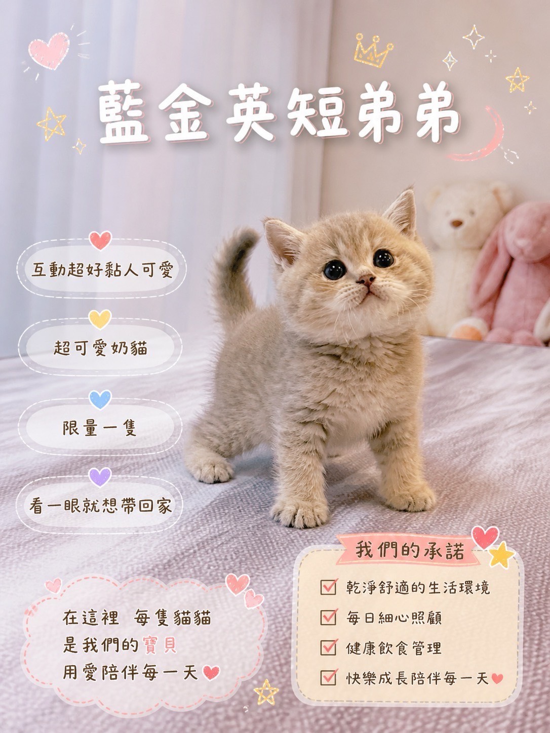 星光貓舍／藍金英國短毛貓
