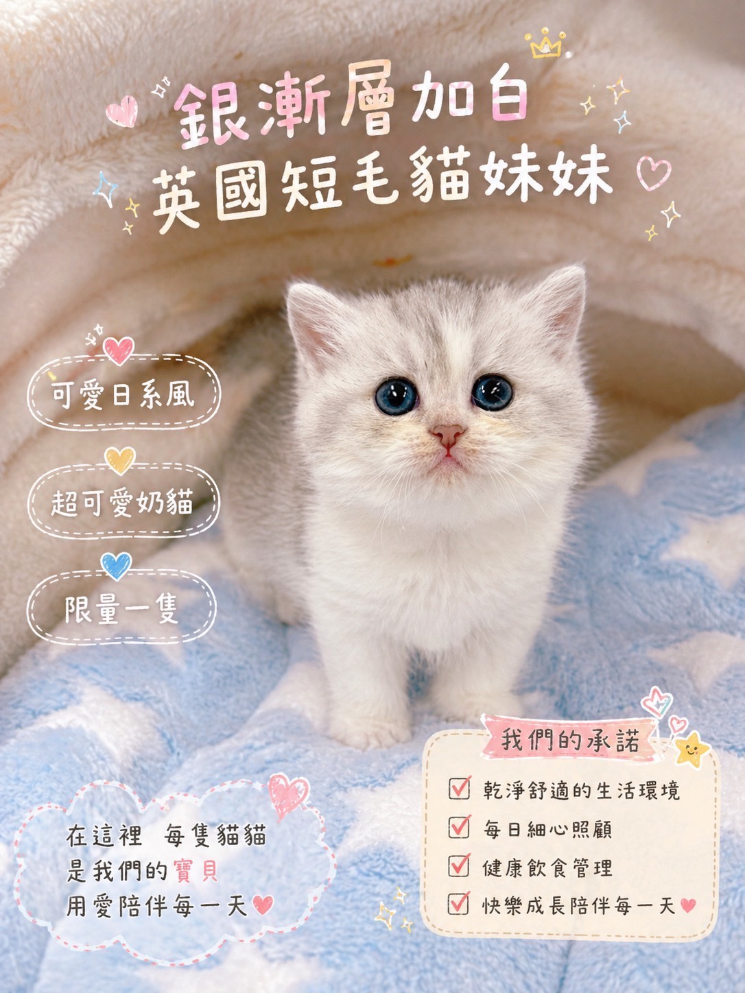 星光貓舍／銀漸層加白英國短毛貓
