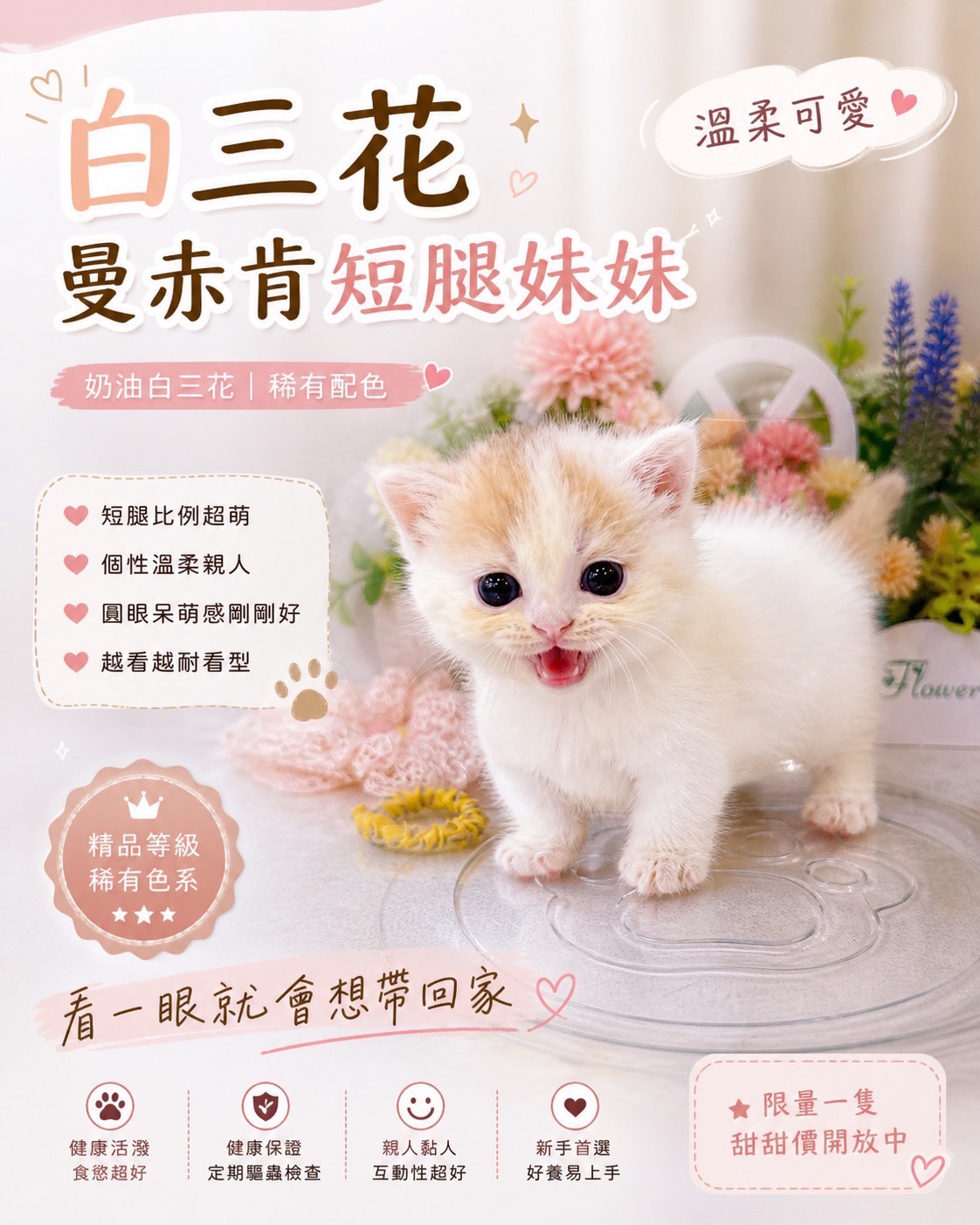 星光貓舍／白三花曼赤肯