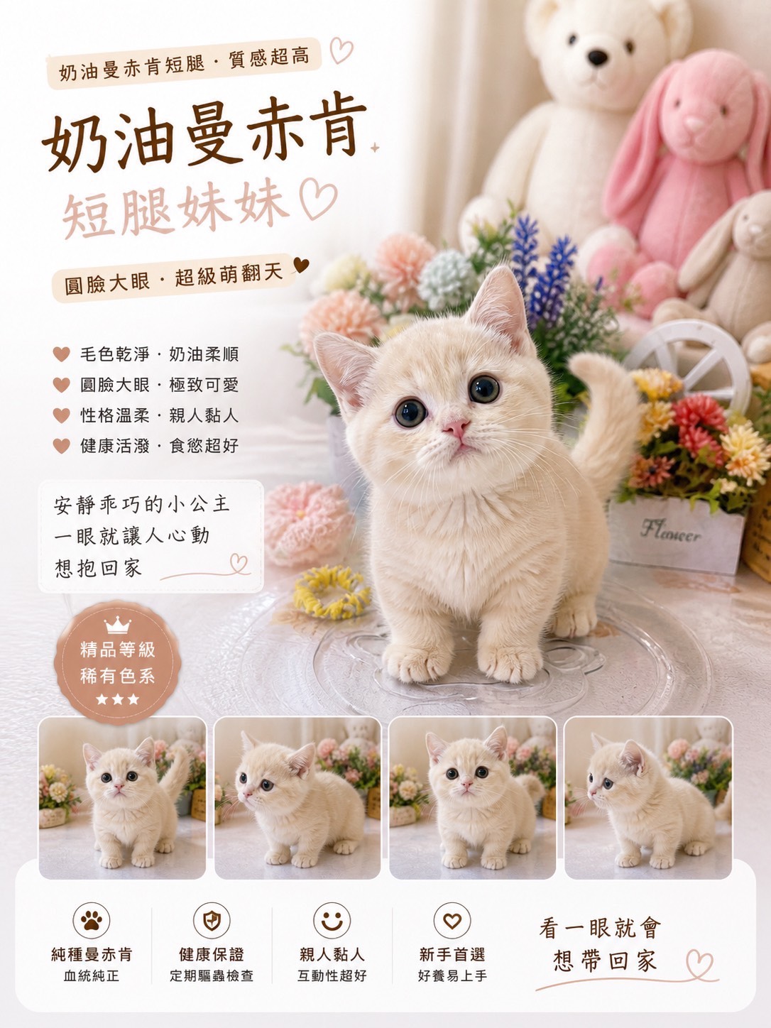 星光貓舍／奶油曼赤肯