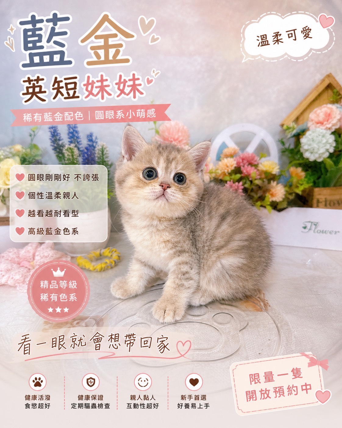 星光貓舍／藍金英國短毛貓
