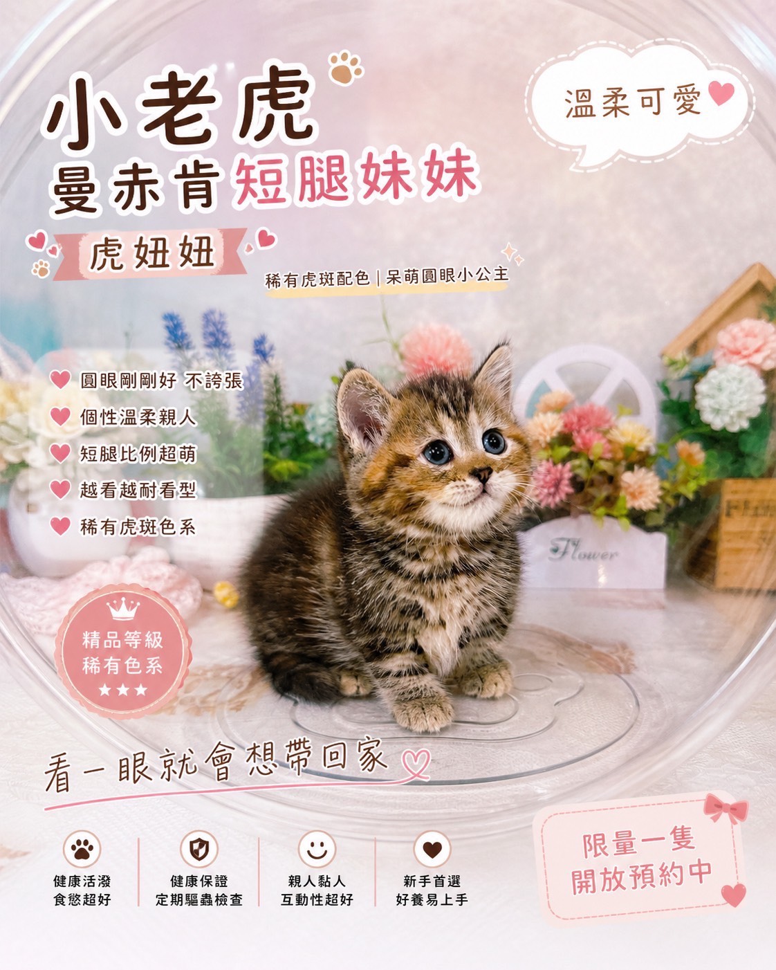 星光貓舍／棕虎斑曼赤肯