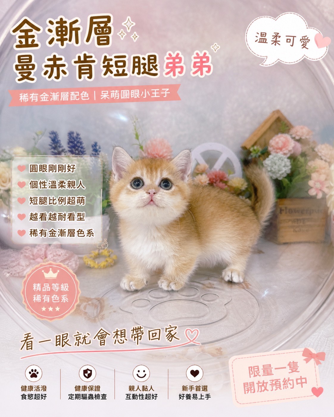 星光貓舍／金漸層曼赤肯