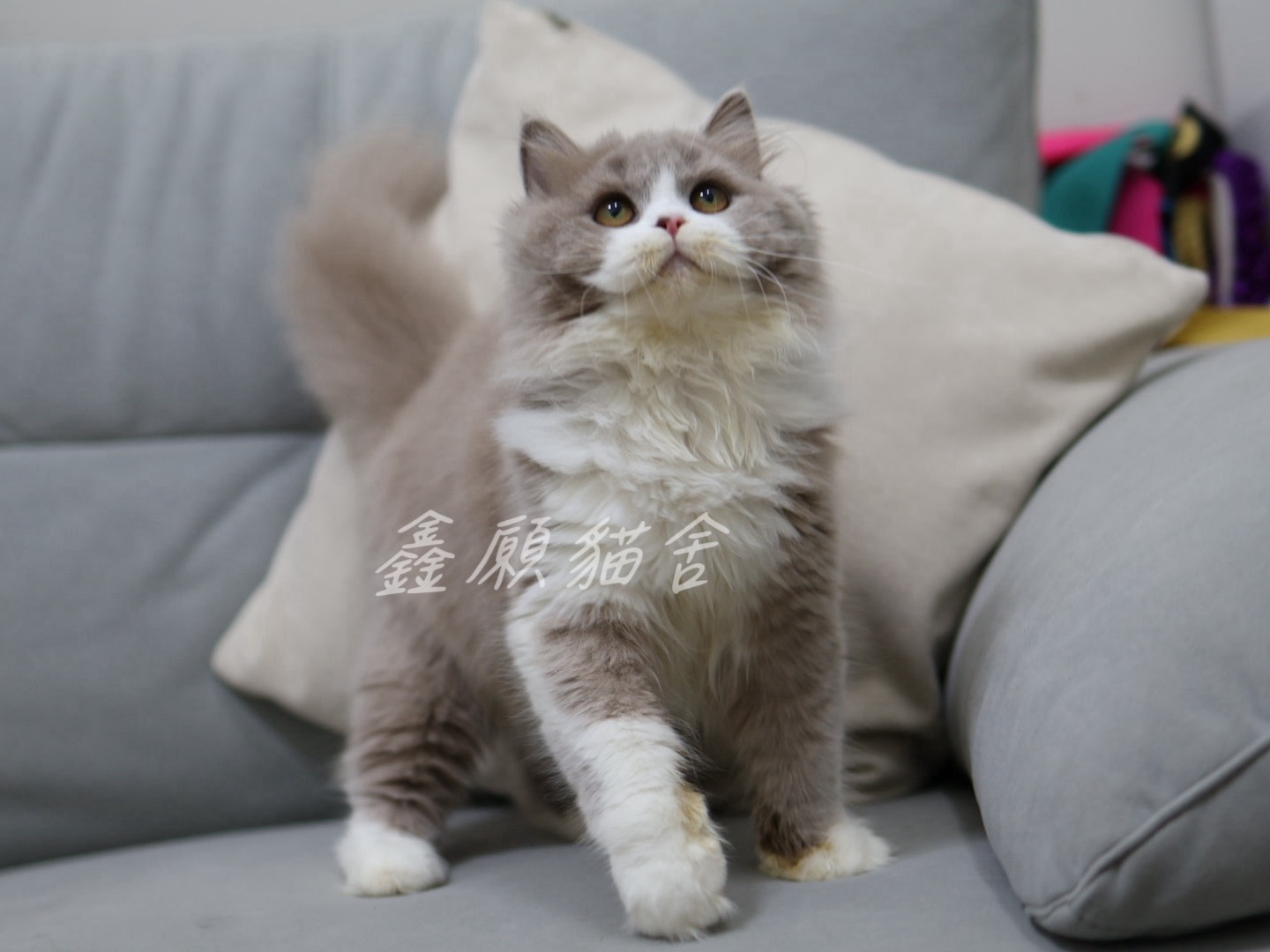 鑫願貓舍／紫丁香賓士英國長毛貓