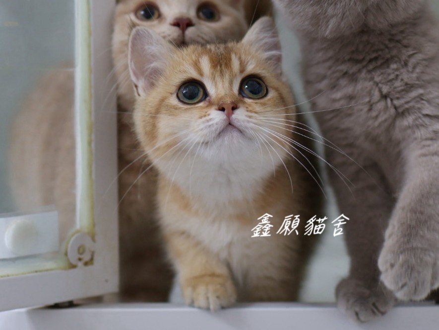 鑫願貓舍／金漸層英國短毛貓