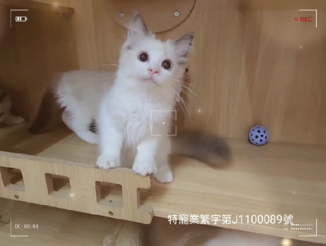 可愛喵貓舍／布偶貓