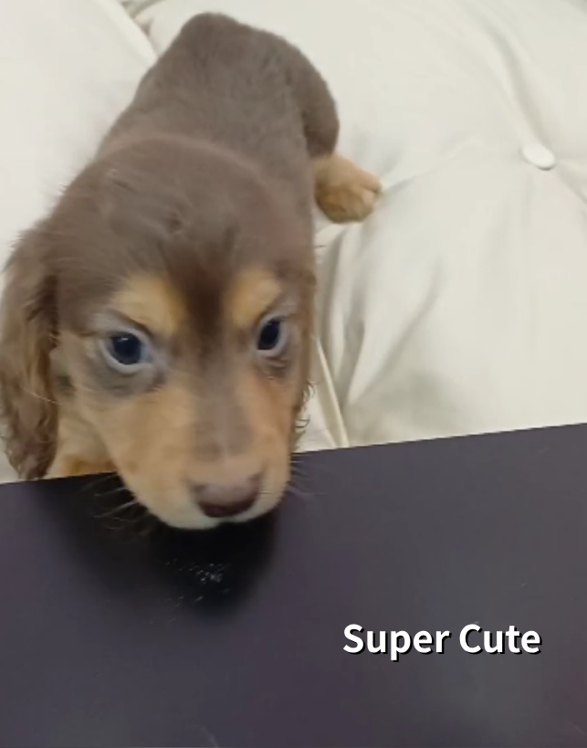 超可愛名犬社／巧克力奶油長毛臘腸狗