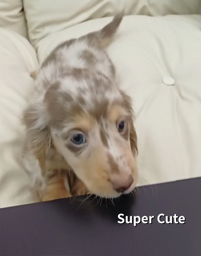 超可愛名犬社／巧克力奶油大理石長毛臘腸狗