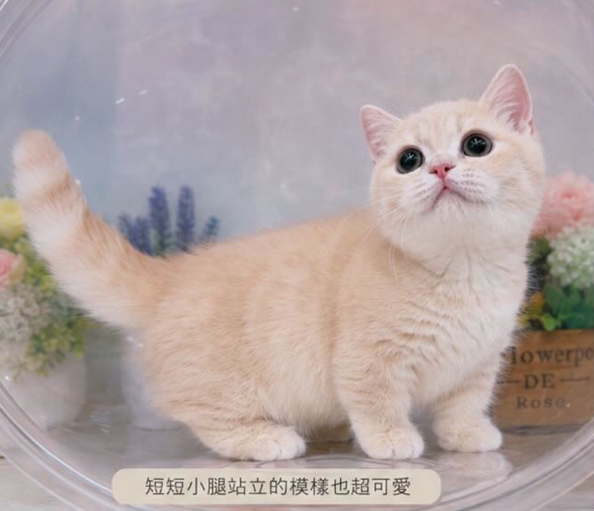 星光貓舍／奶油曼赤肯