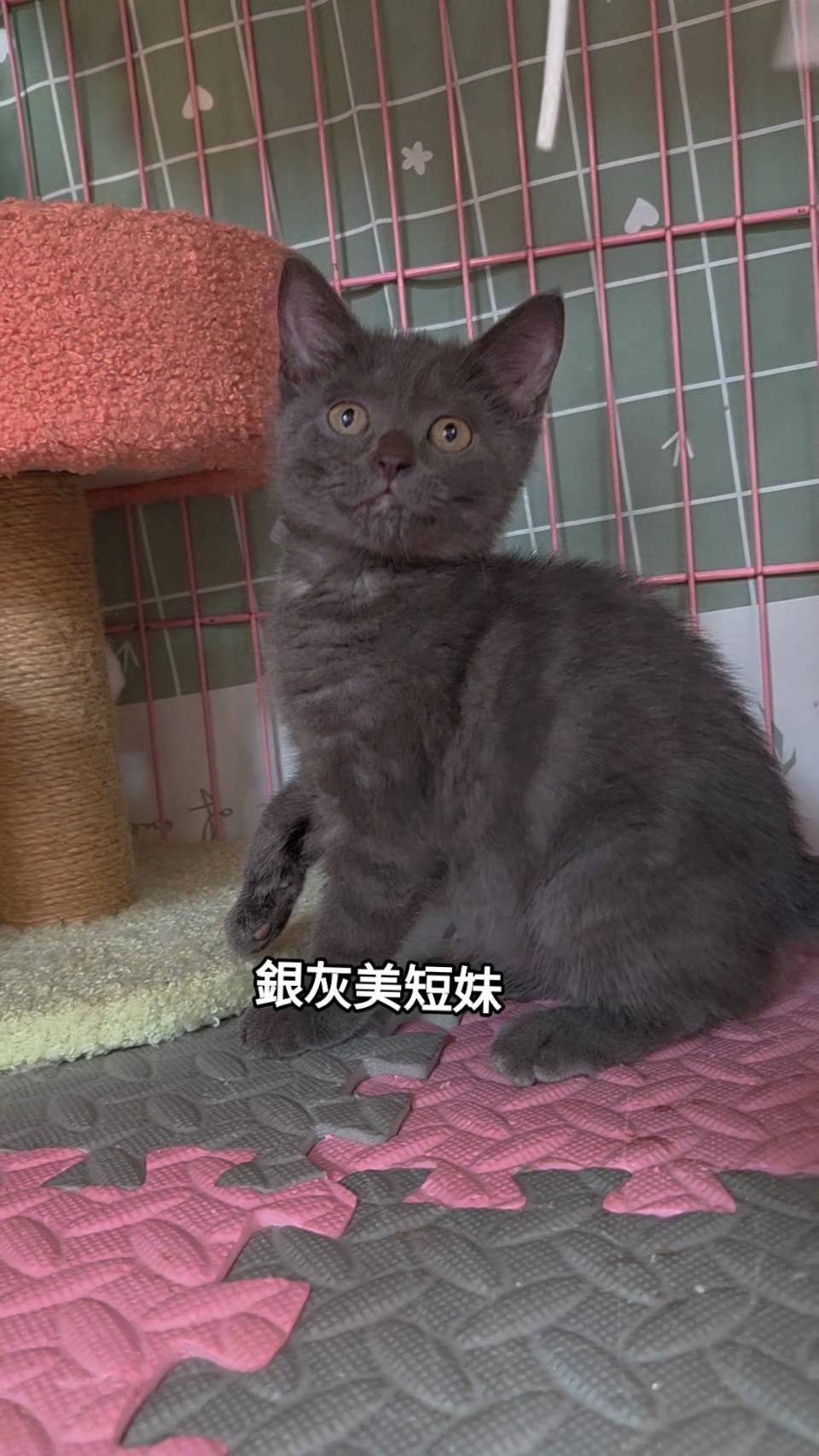 刻在你心底的貓／銀灰色美國短毛貓
