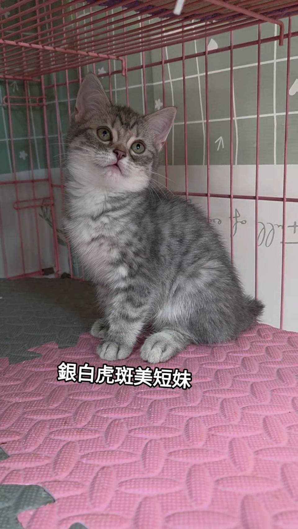 刻在你心底的貓／銀白虎斑紋美國短毛貓