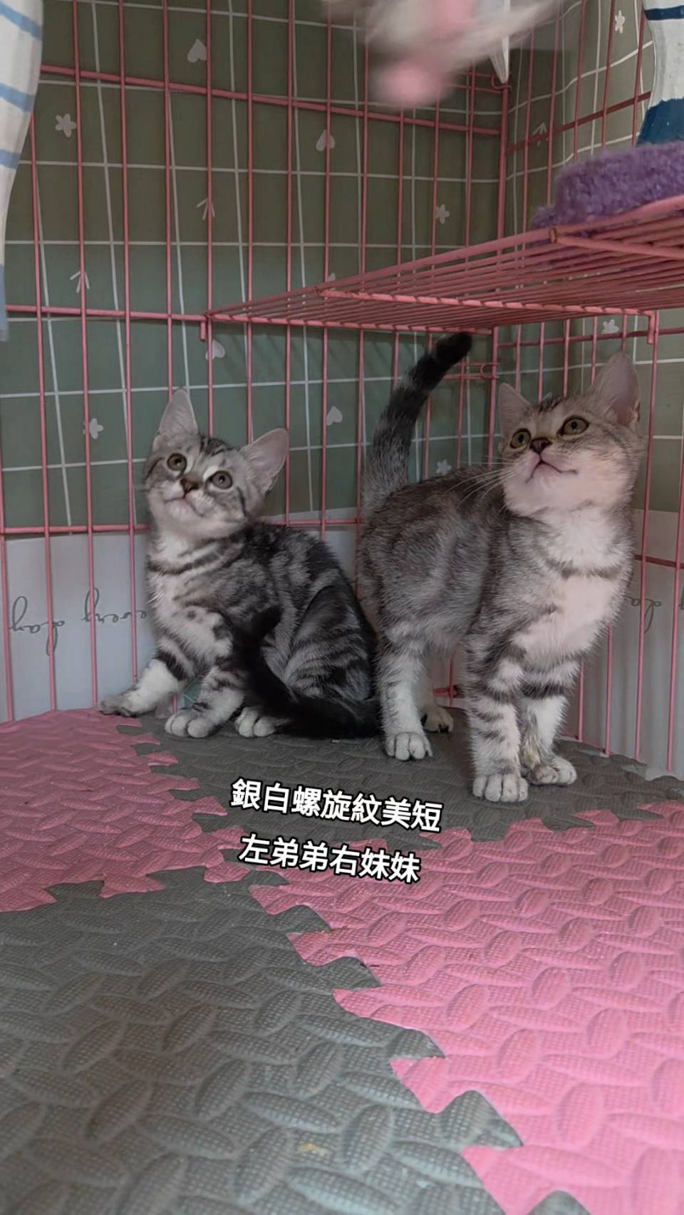 刻在你心底的貓／銀白螺旋紋美國短毛貓