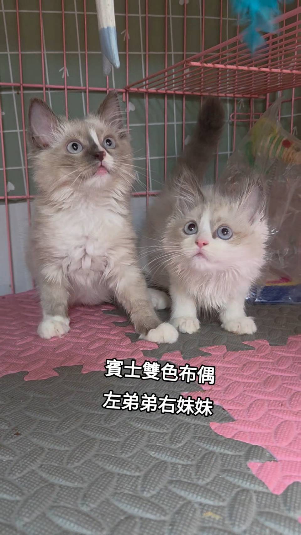 刻在你心底的貓／賓士雙色布偶貓