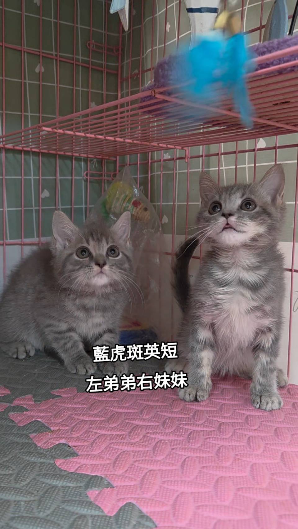 刻在你心底的貓／藍虎斑英國短毛貓