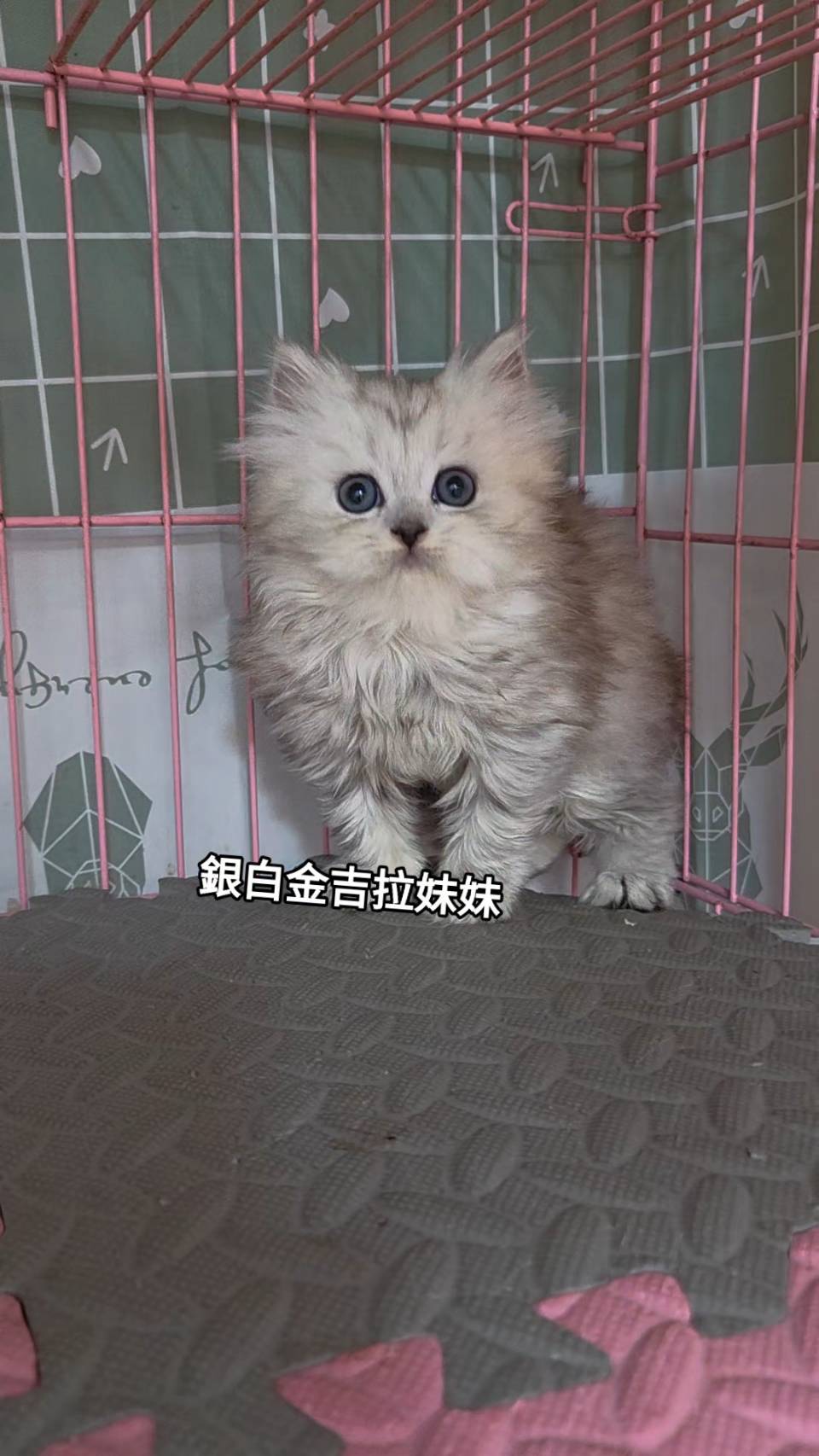 刻在你心底的貓／銀白金吉拉