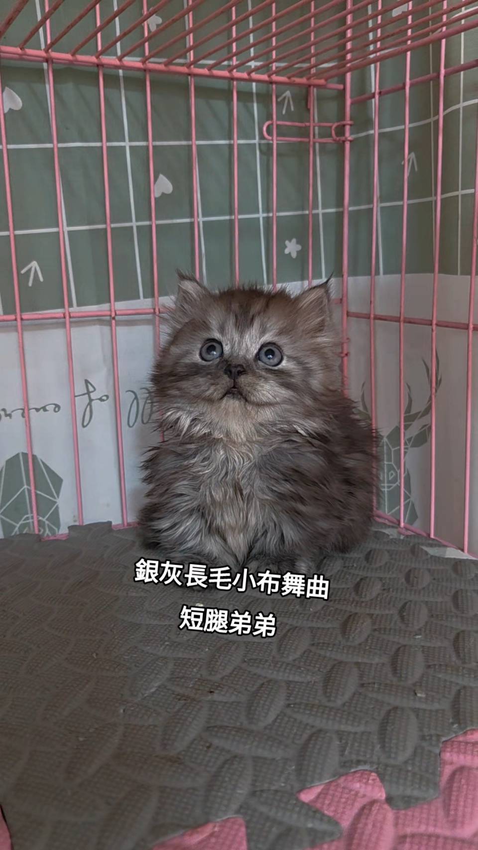 刻在你心底的貓／銀灰色小步舞曲