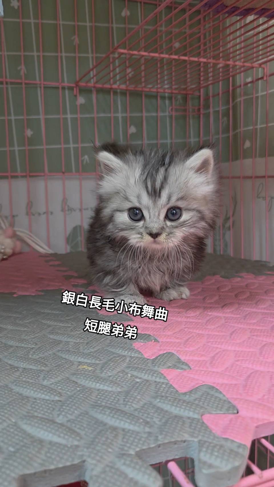 刻在你心底的貓／銀白小步舞曲