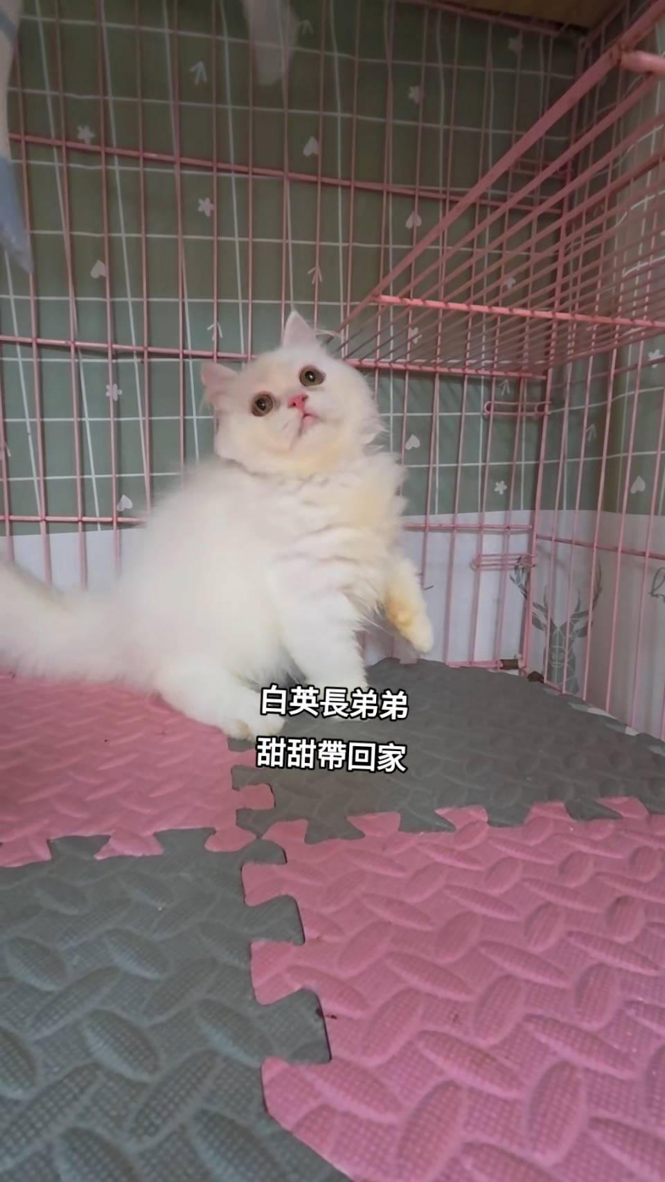 刻在你心底的貓／白色英國長毛貓