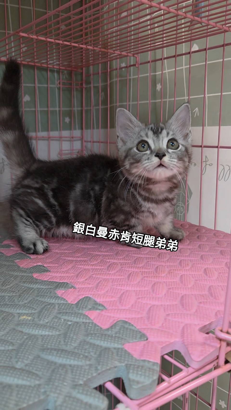 刻在你心底的貓／銀白曼赤肯