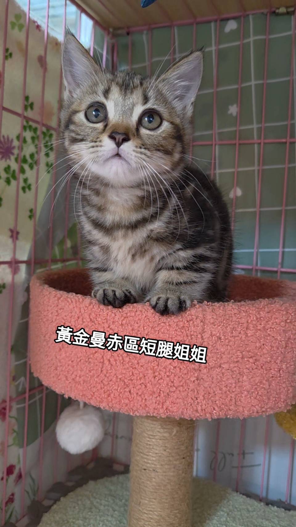 刻在你心底的貓／黃金螺旋紋曼赤肯