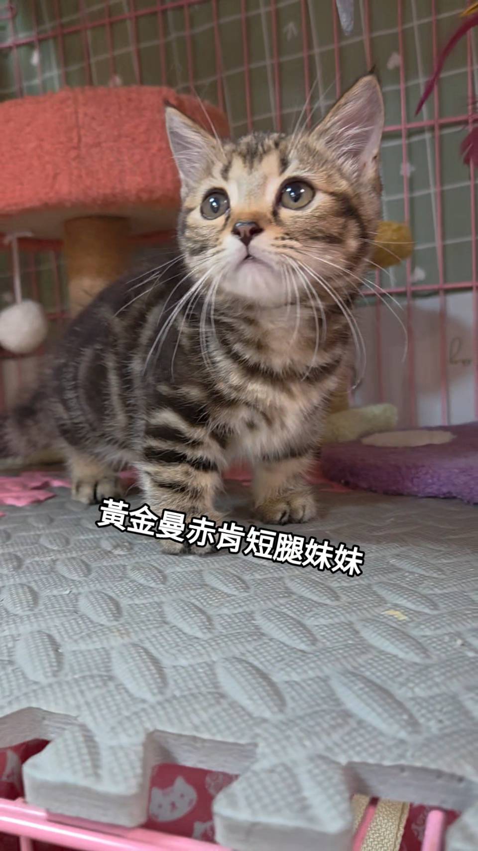刻在你心底的貓／黃金螺旋紋曼赤肯