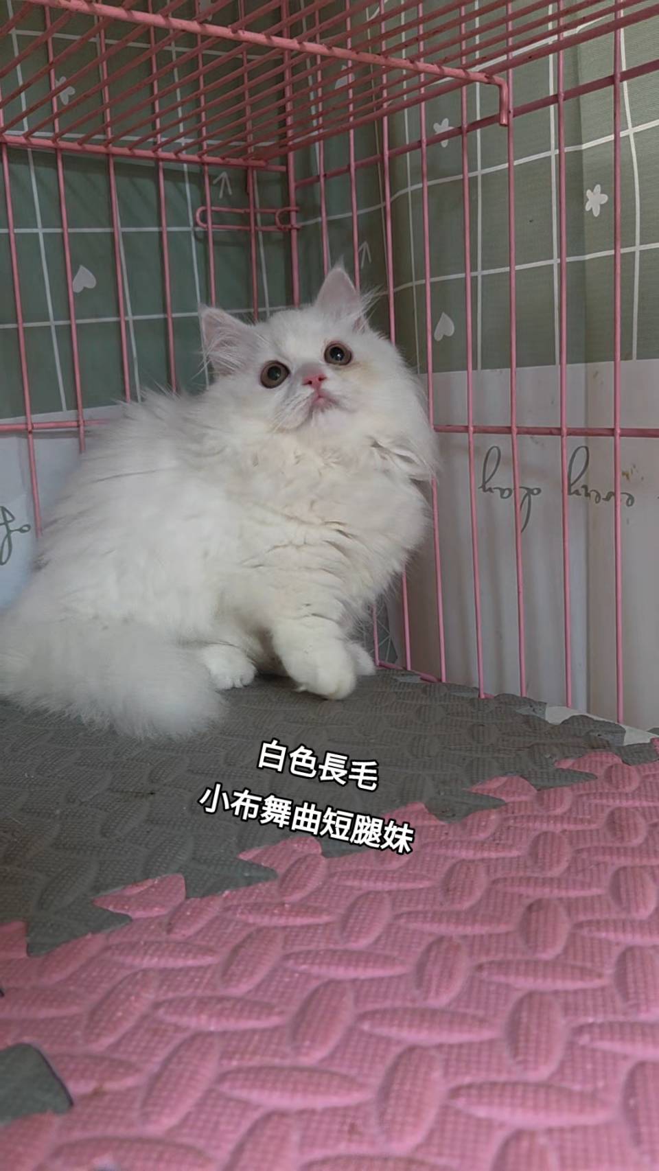 刻在你心底的貓／白色小步舞曲
