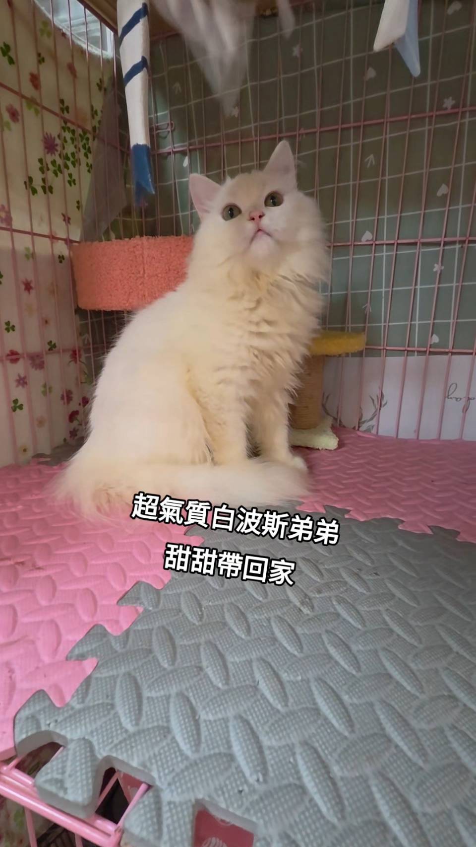 刻在你心底的貓／白色波斯貓
