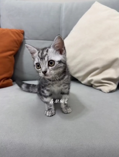 鑫願貓舍／銀黑螺旋紋美國短毛貓
