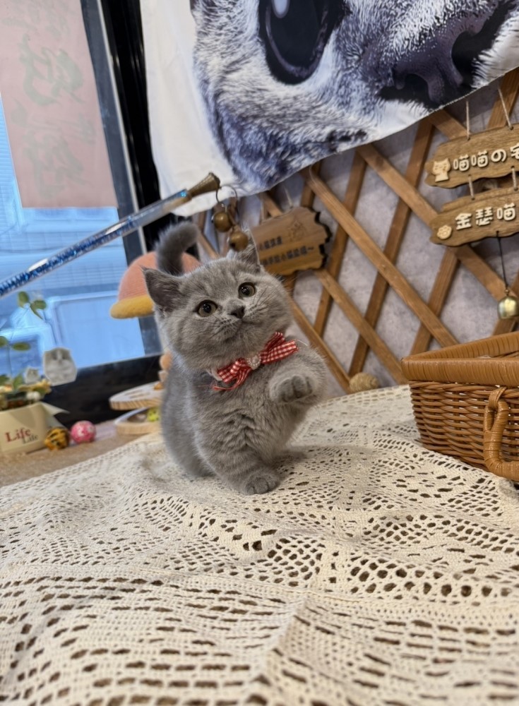 金瑟喵屋／藍色曼赤肯