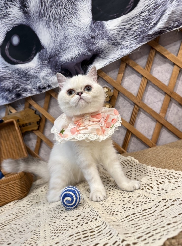 金瑟喵屋／重點色英國短毛貓