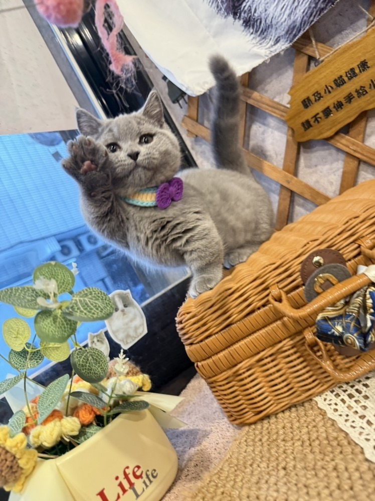 金瑟喵屋／藍色曼赤肯