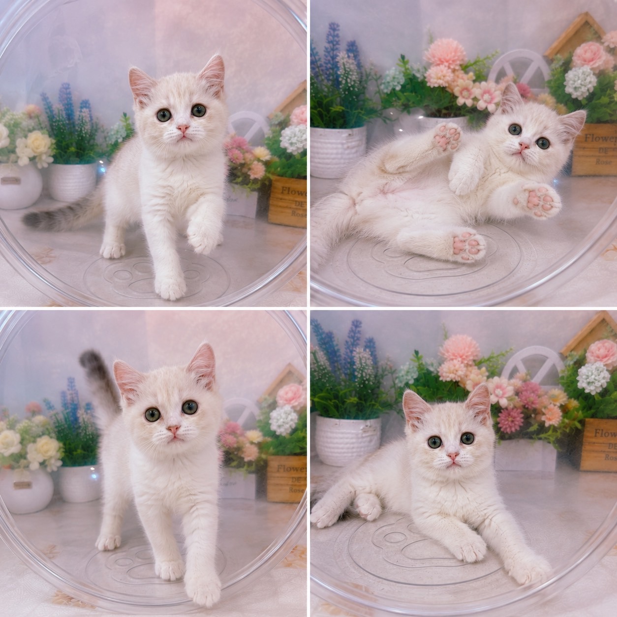 星光貓舍／英國短毛貓