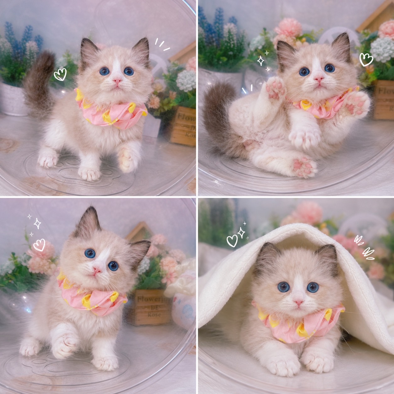 星光貓舍／賓士布偶貓