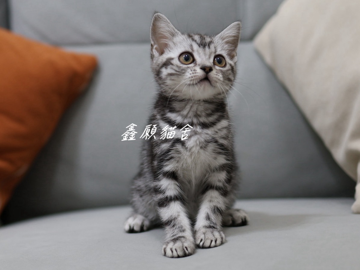 鑫願貓舍／銀黑螺旋紋美國短毛貓