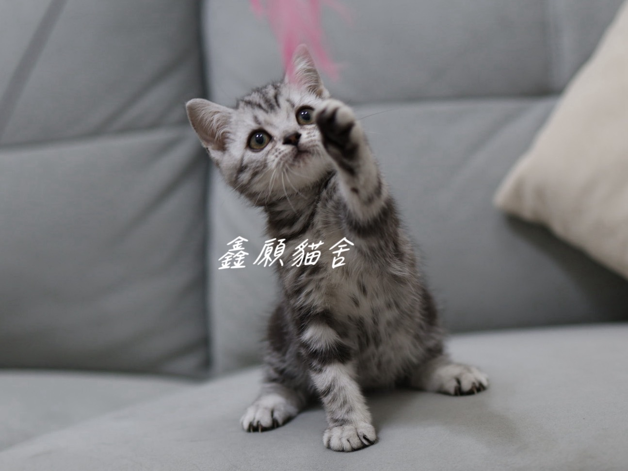 鑫願貓舍／銀黑螺旋紋美國短毛貓