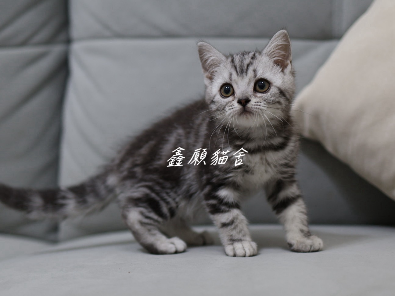 鑫願貓舍／銀黑螺旋紋美國短毛貓