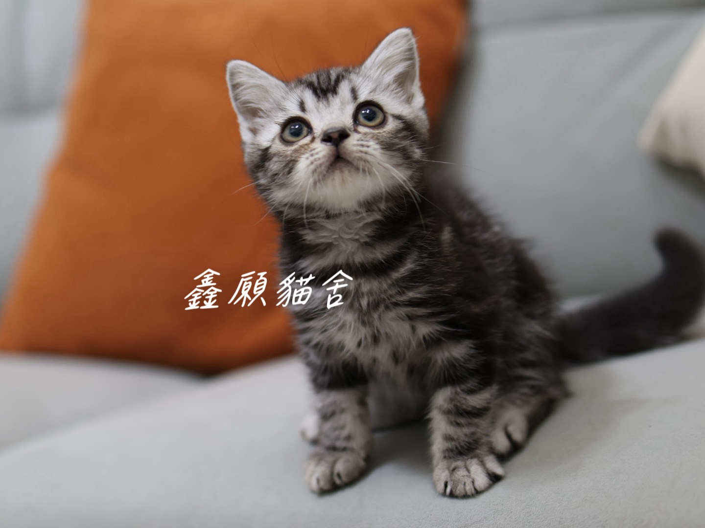 鑫願貓舍／銀黑螺旋紋美國短毛貓