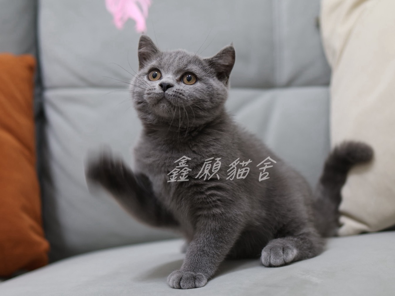 鑫願貓舍／藍色英國短毛貓